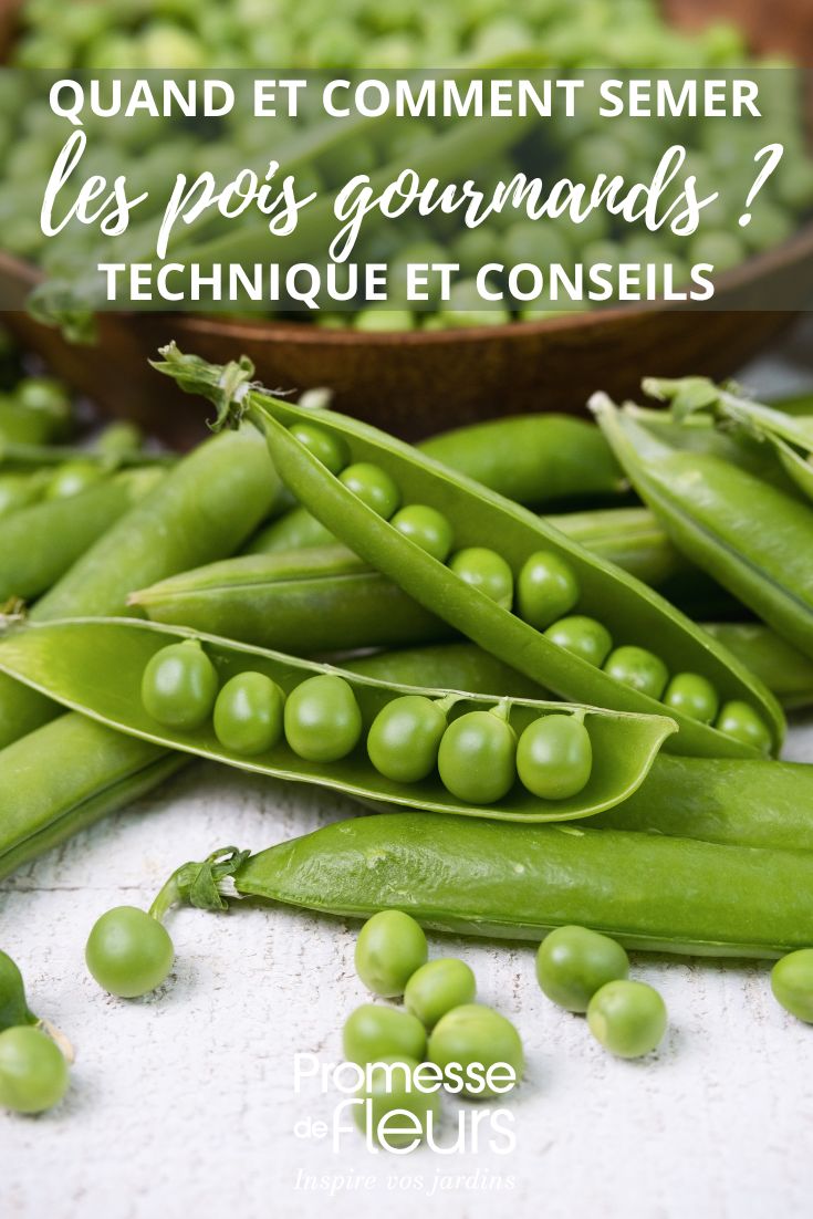 mange-tout peas