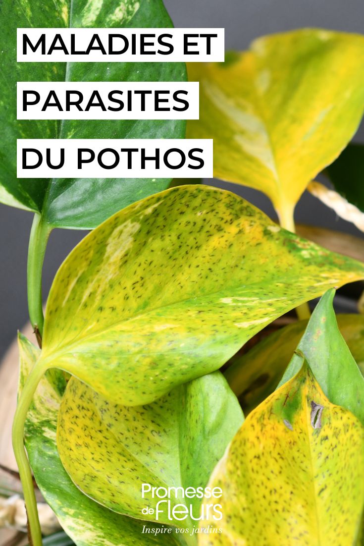 How to care for a pothos