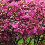 Choosing a Loropetalum