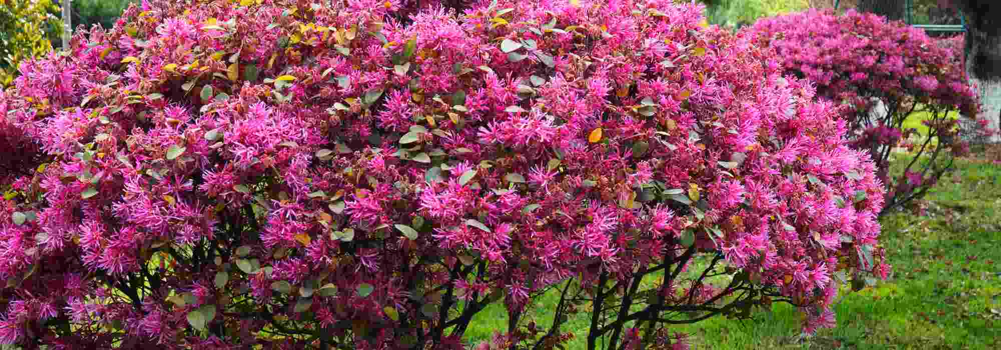 Choosing a Loropetalum