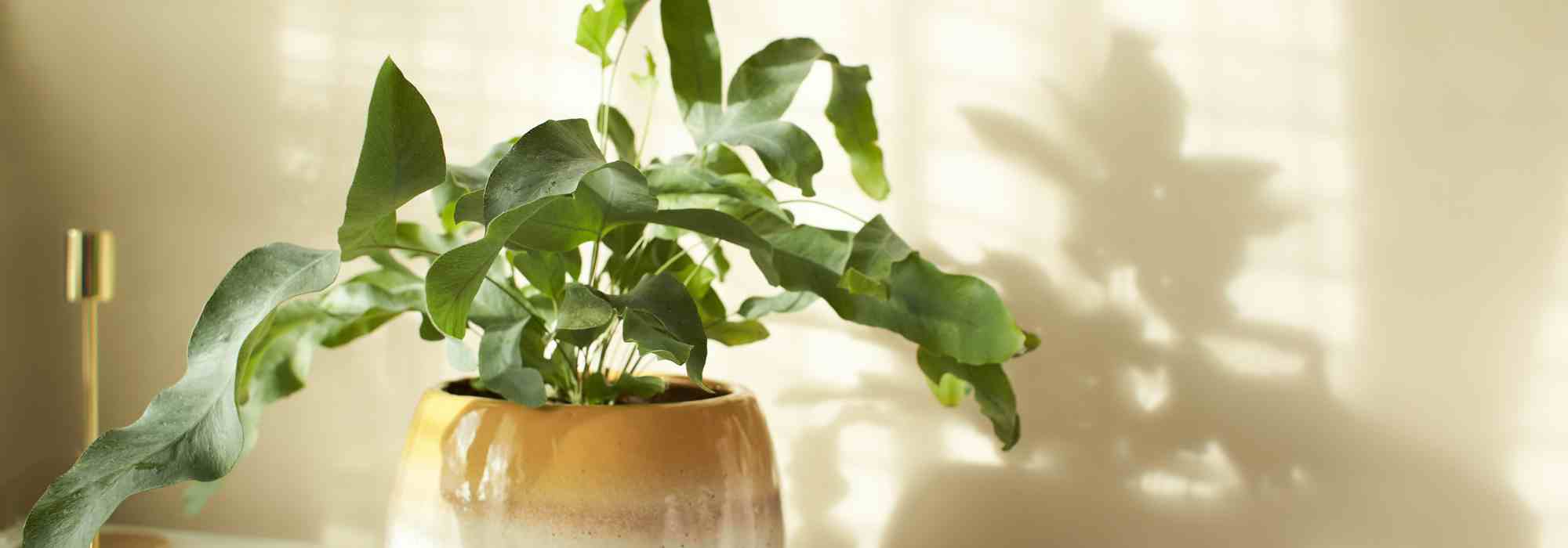 Diseases and pests of Phlebodium