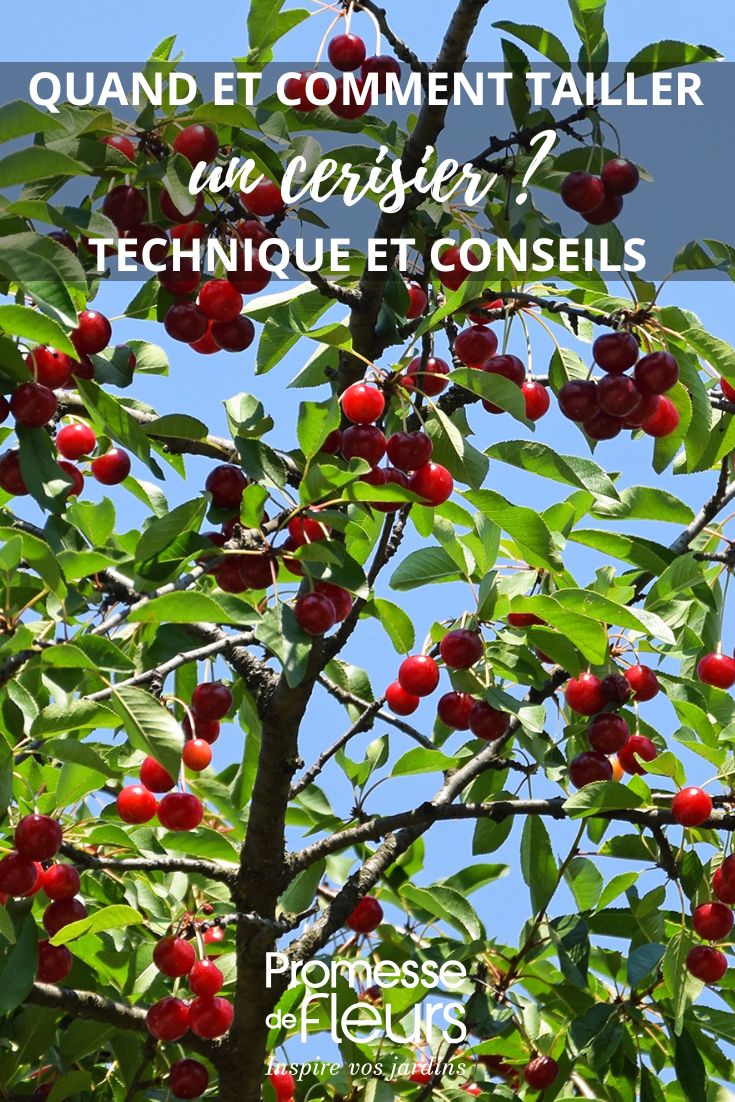 cherry tree