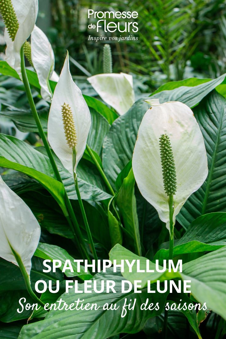 Caring for the moonflower