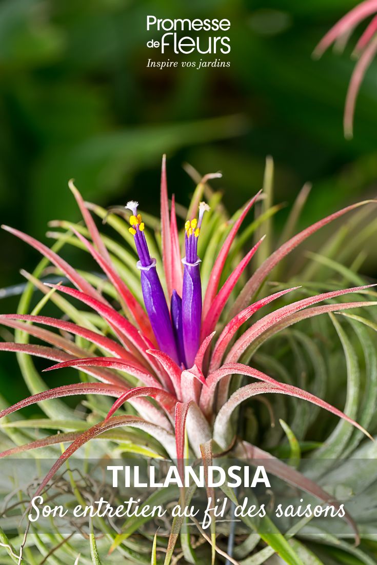 Caring for Tillandsia
