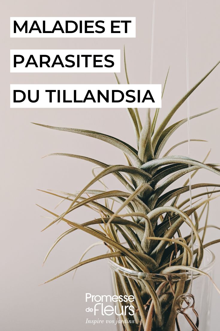 Caring for a Tillandsia