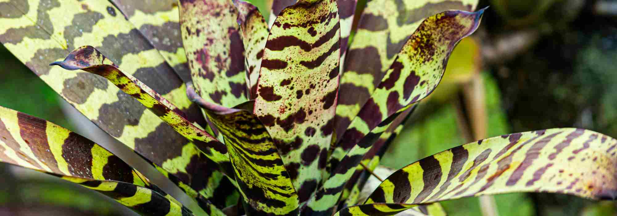 Vriesea: care through the seasons