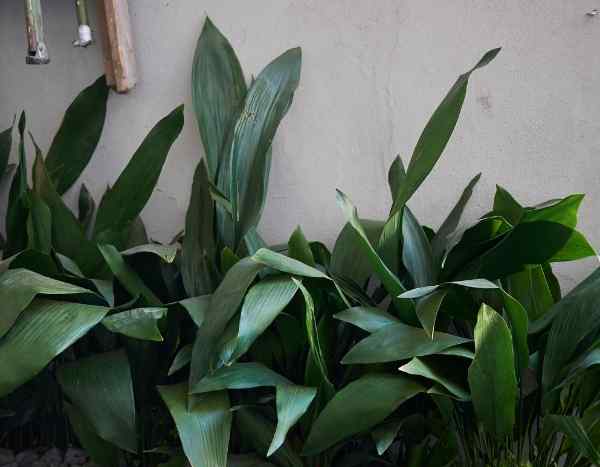 How to propagate Aspidistra?