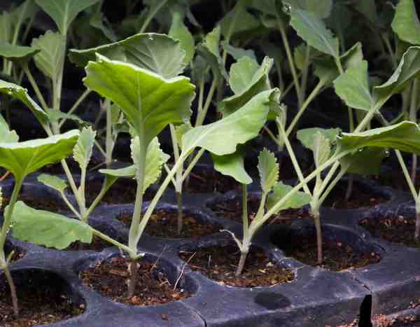 How to sow kale?