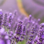 Lavender and health: to grow it and enjoy its benefits