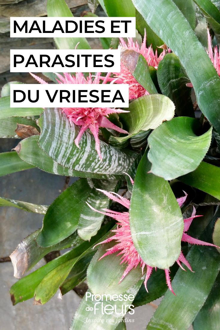 Diseases and parasitic pests of Vriesea. Caring for Vriesea