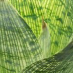 Vriesea Diseases and Parasitic Pests