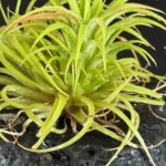 Tillandsia: common diseases and parasitic pests