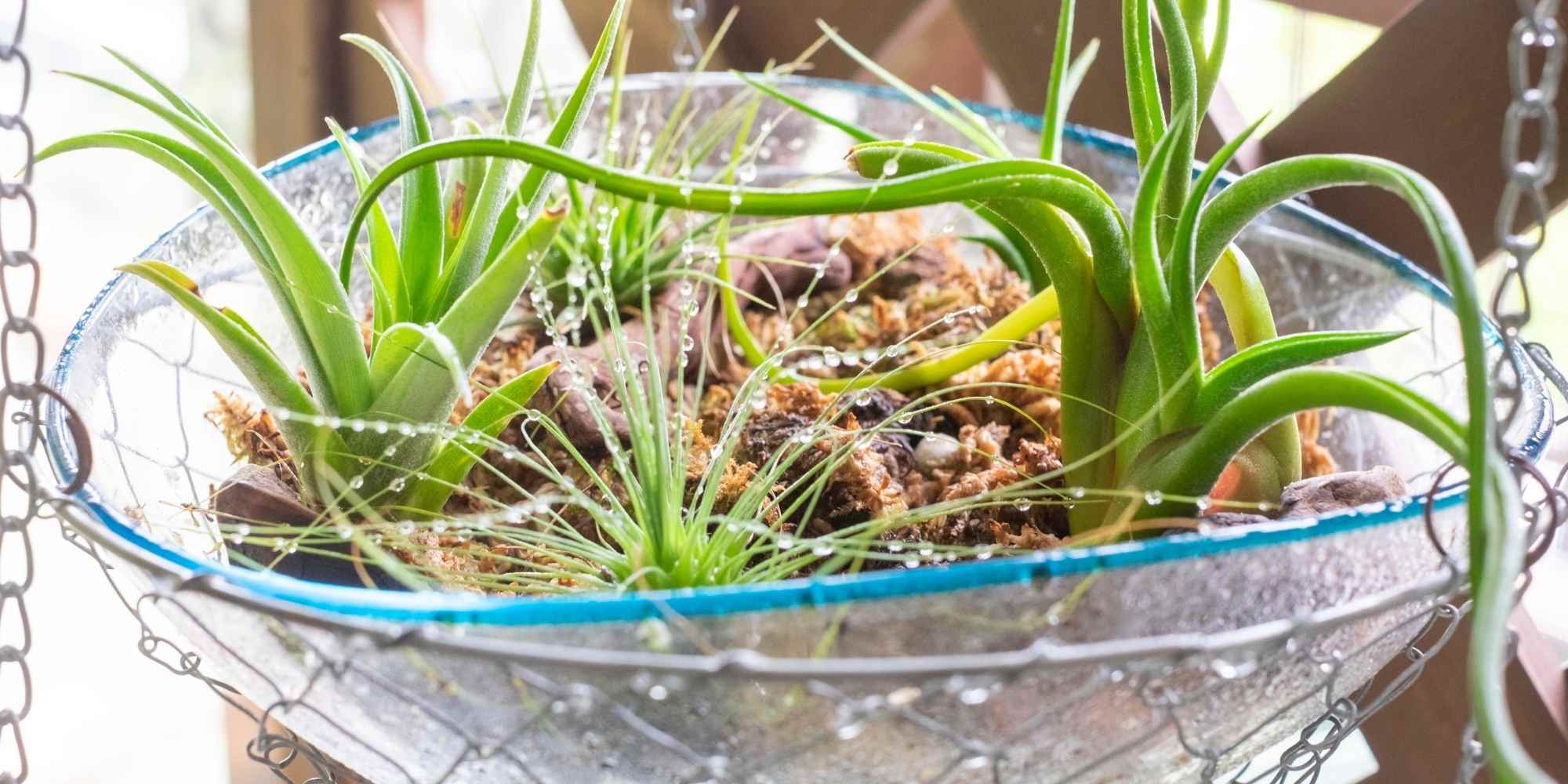 Tillandsia: how to care for it through the seasons?