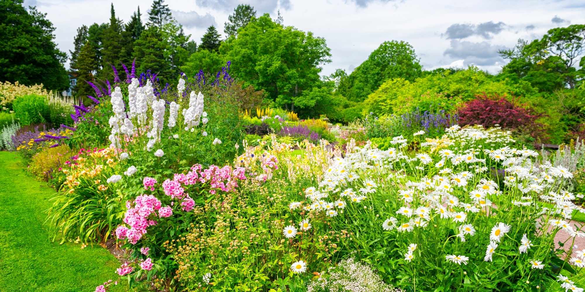 Bare-root perennials planting: mistakes to avoid!