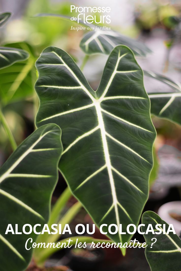 Alocasia micholitziana 'Frydek' — differences between Alocasia and Colocasia