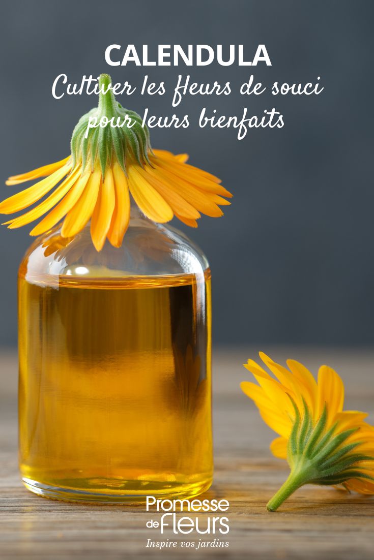 calendula oil