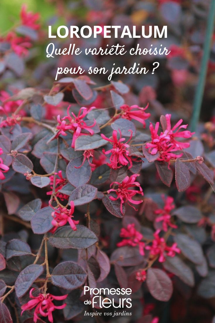 Foliage and flower of Loropetalum