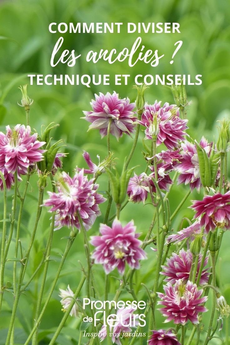 columbine-aquilegia-vulgaris-nora-barlow