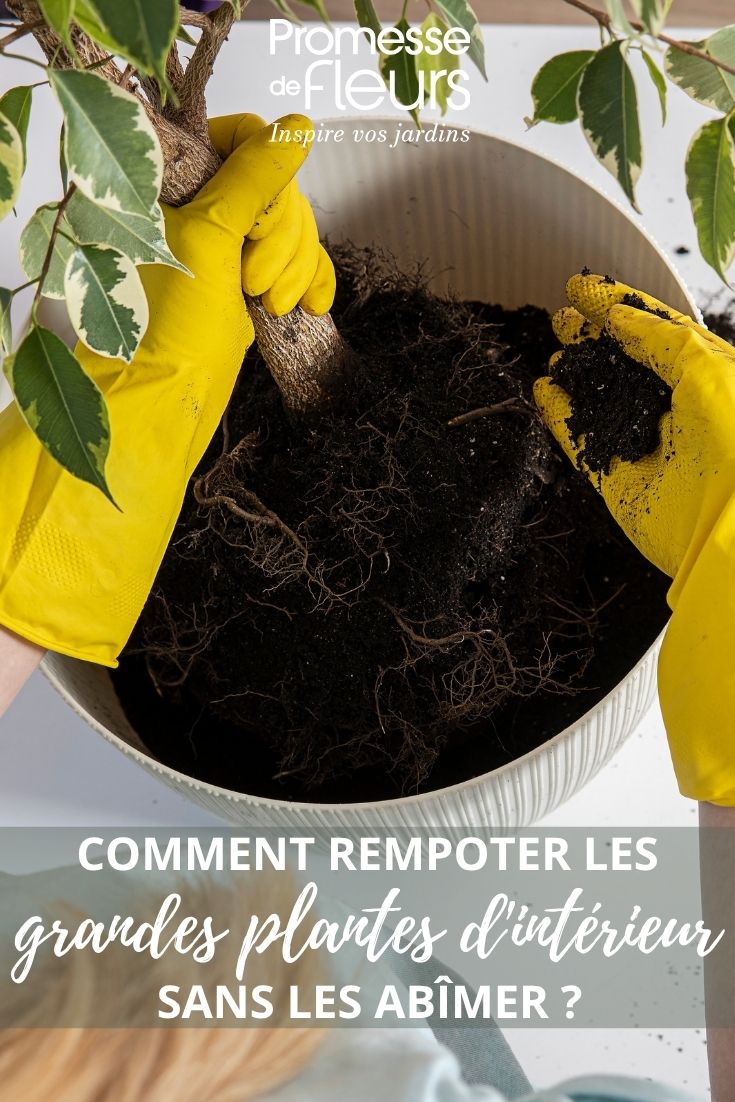 Repotting a Ficus