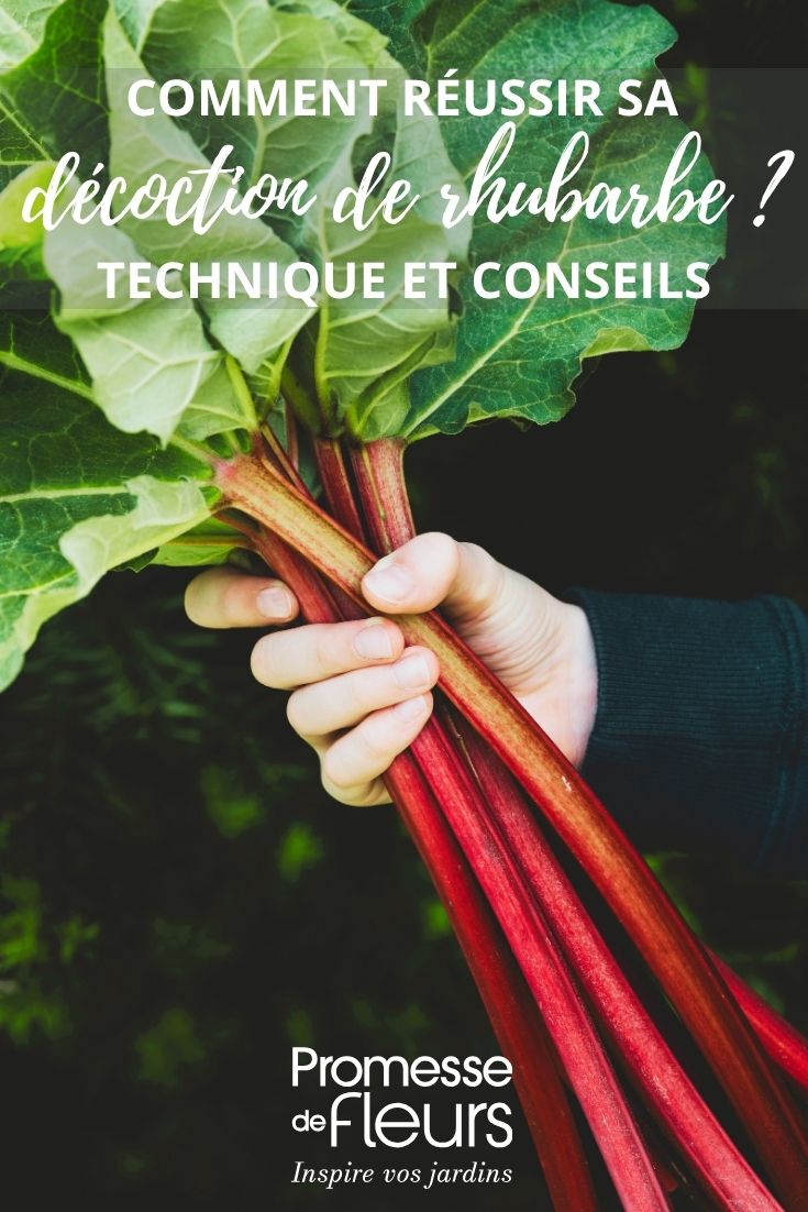 rhubarb stem