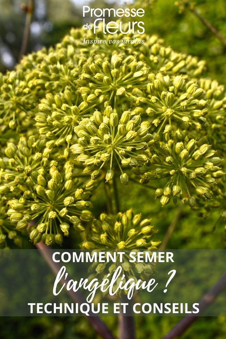 angelica sowing