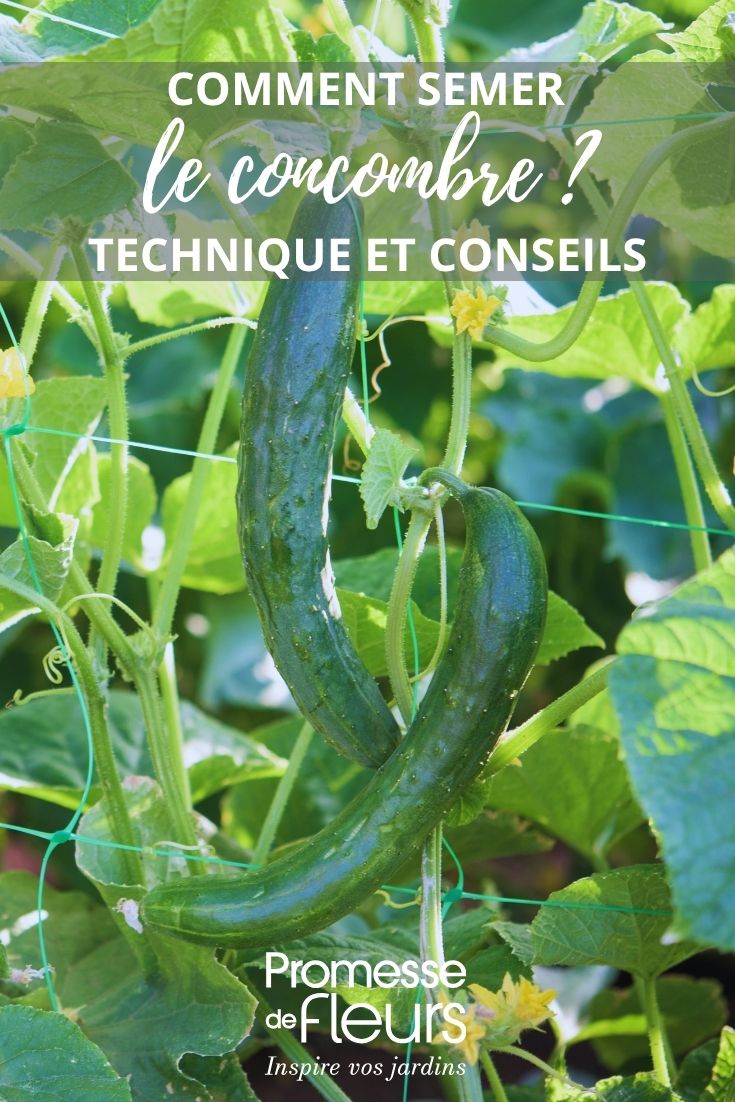 young cucumber plants