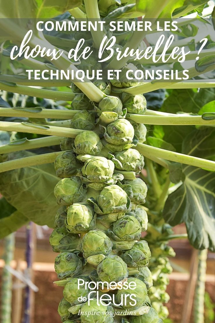 Brussels sprout stalk
