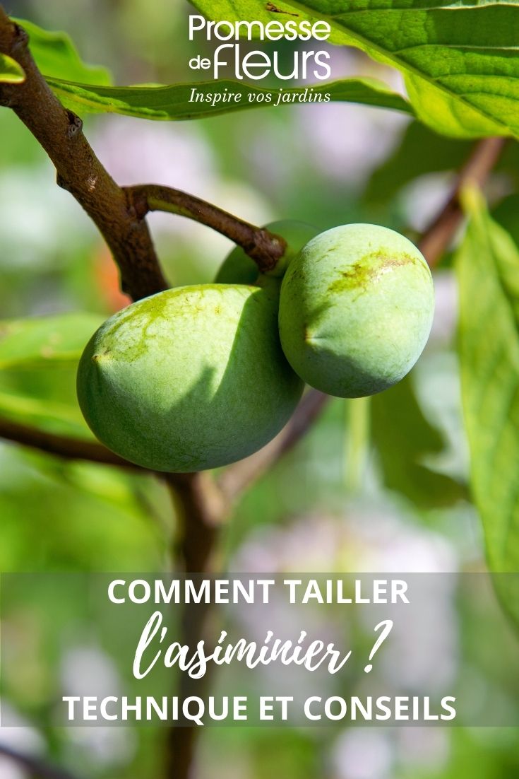 pawpaw fruits