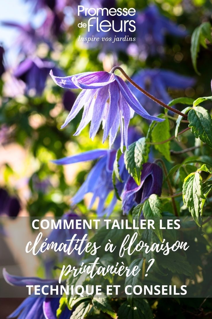 Clematis macropetala