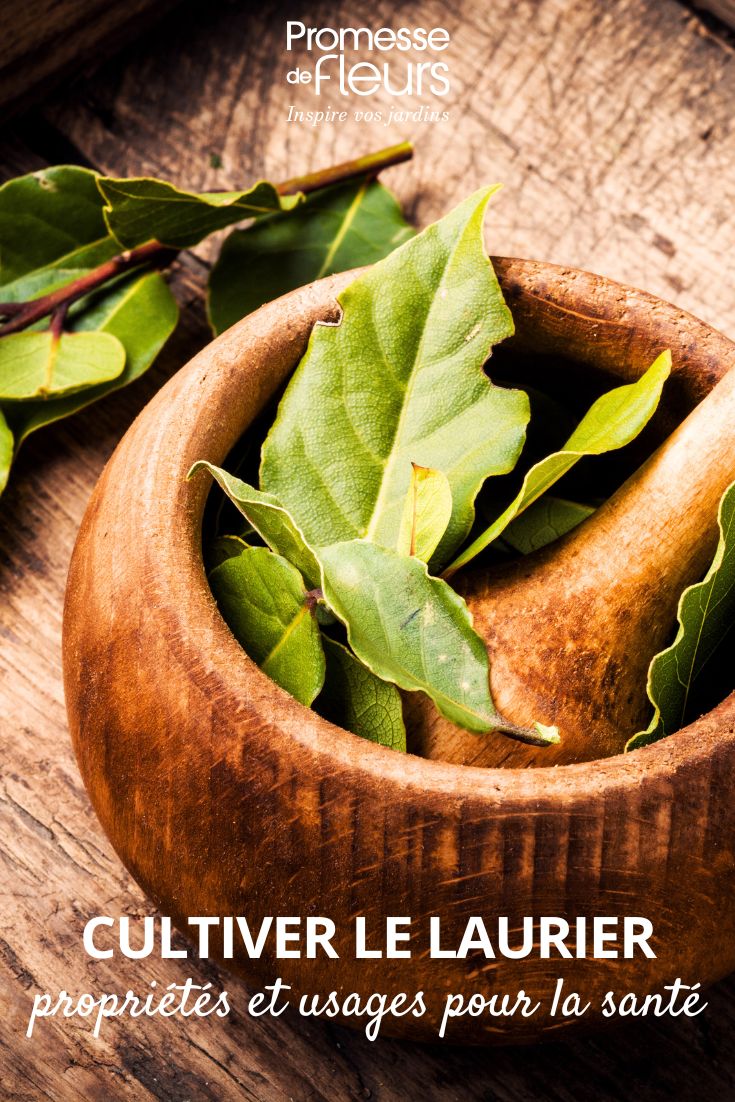 bay leaves for cooking