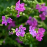 Cuphea: planting, care and cultivation in pots or garden