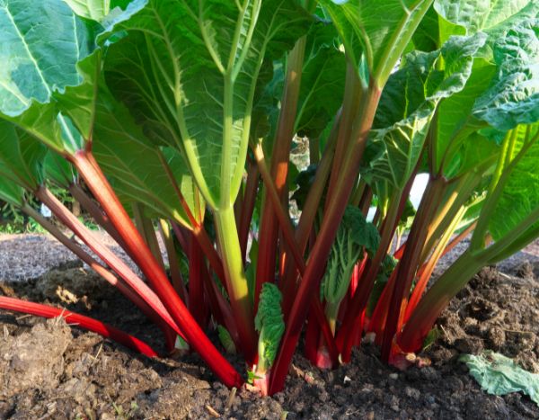How to make rhubarb decoction?