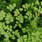 Diseases and pests of indoor ferns