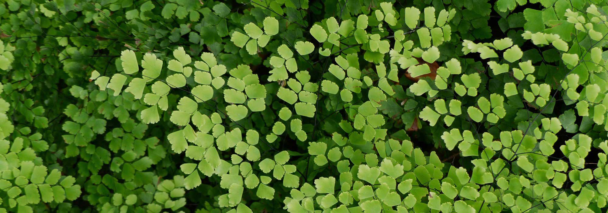 Diseases and pests of indoor ferns
