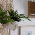 Indoor ferns: elegant plants to enhance your home décor