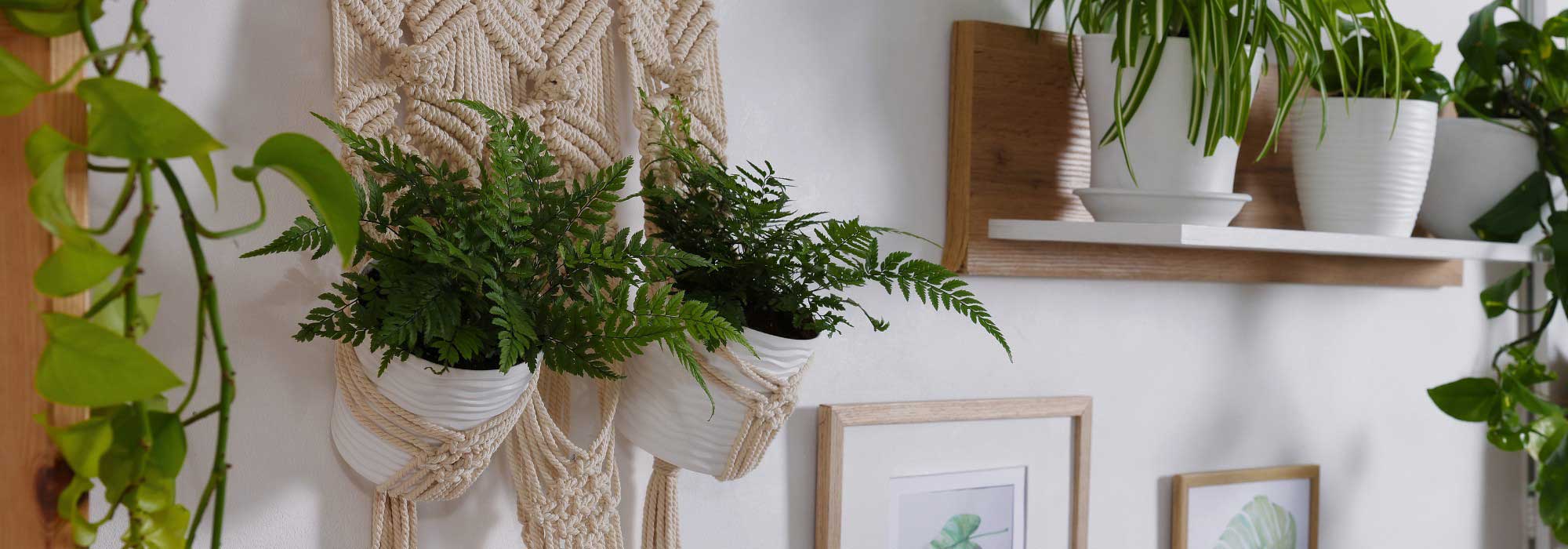 Indoor ferns: elegant plants to enhance your home décor