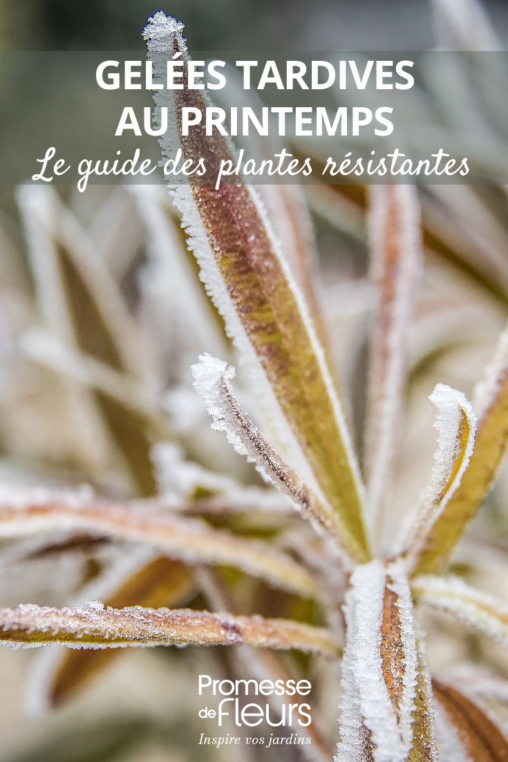 frost on a plant