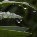 Very wet spring: how to ensure successful planting?