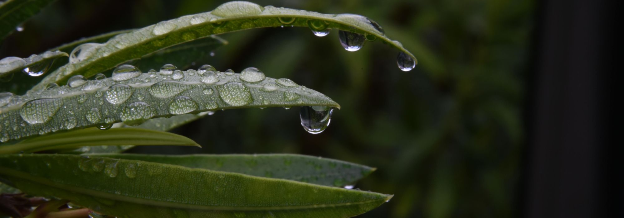 Very wet spring: how to ensure successful planting?