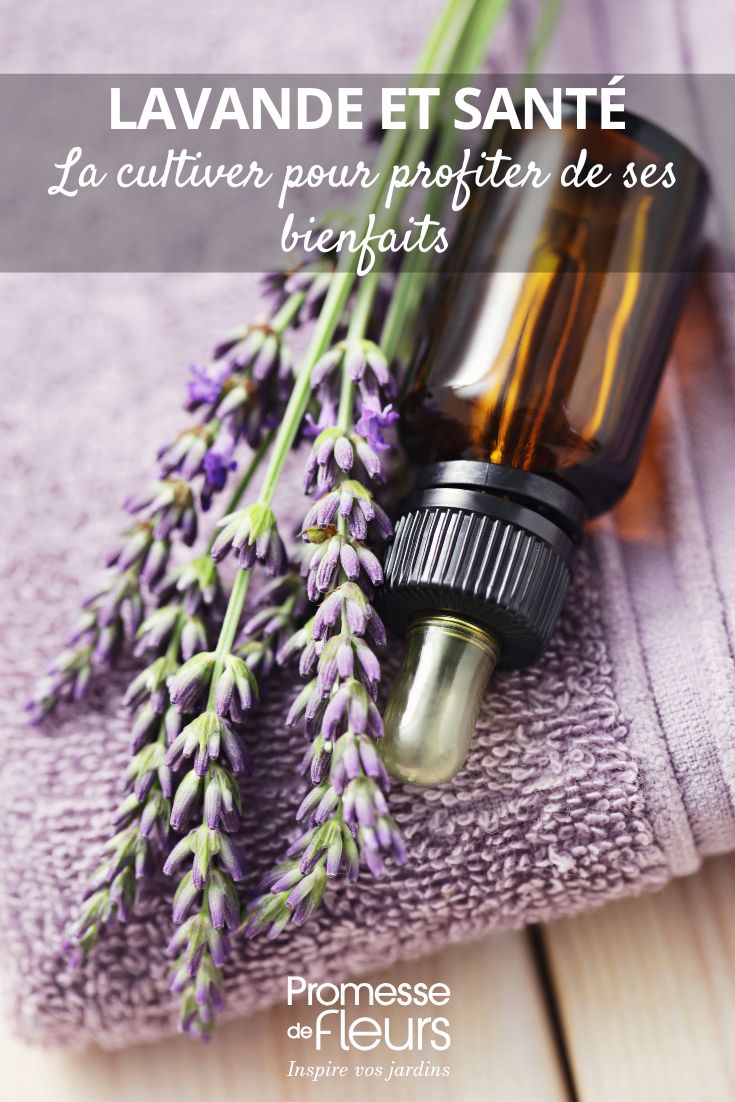 Lavender: benefits and cultivation