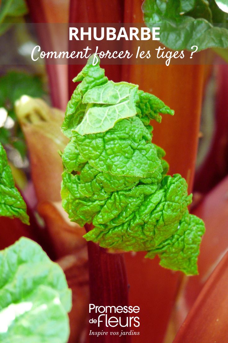 rhubarb stem