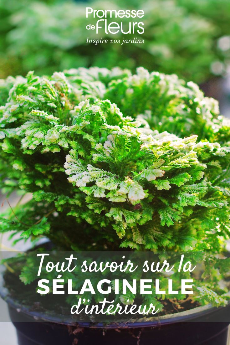 Selaginella foliage