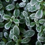 Late spring frosts: guide to frost-resistant plants