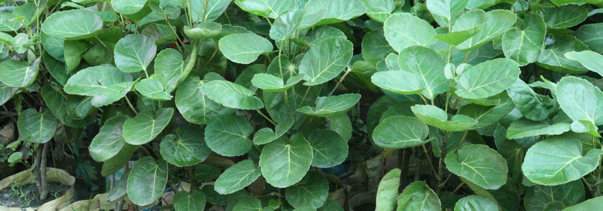 Polyscias: how to grow it successfully indoors?