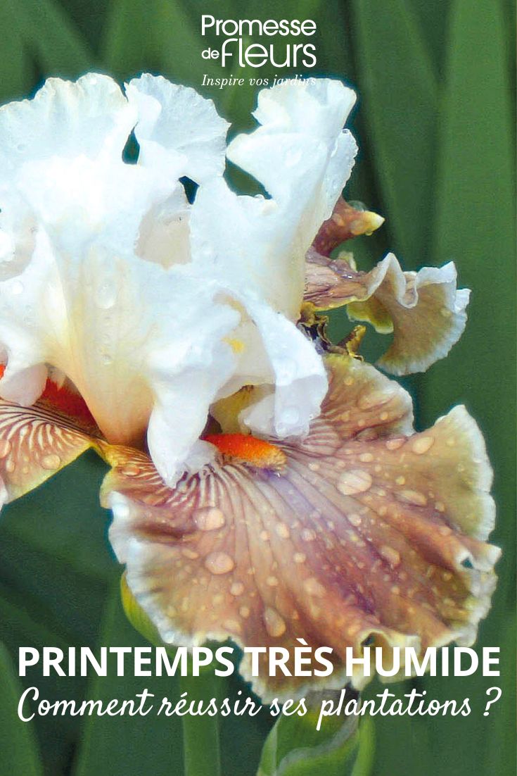 rain on an iris flower