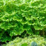 How to grow and care for indoor Selaginella