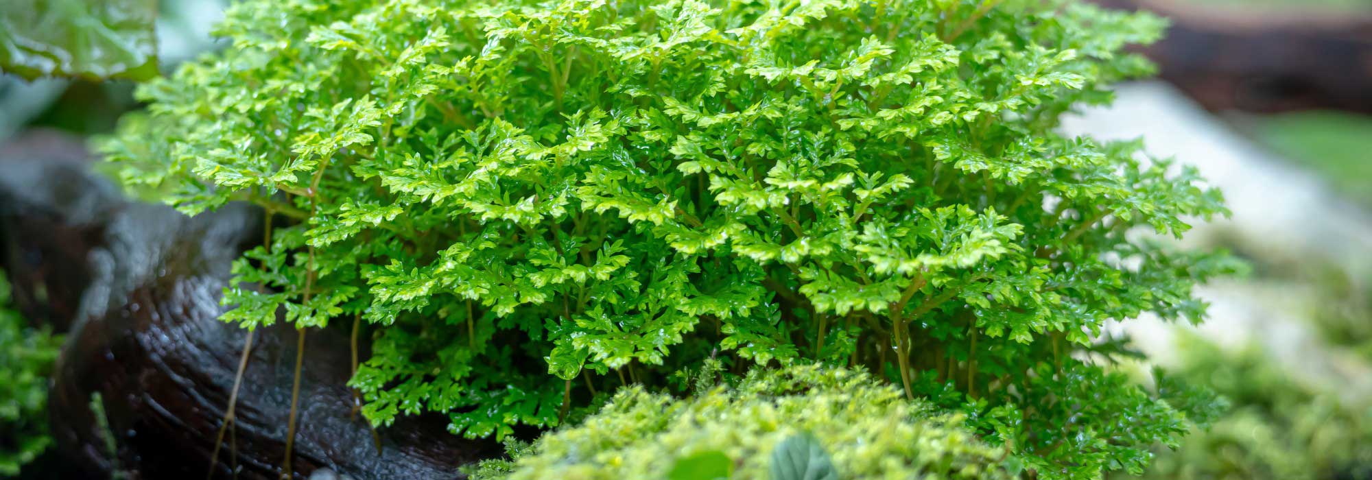 How to grow and care for indoor Selaginella