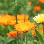 Calendula: a plant to grow for its medicinal properties