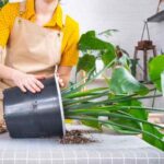 How to repot large indoor plants without damaging them?