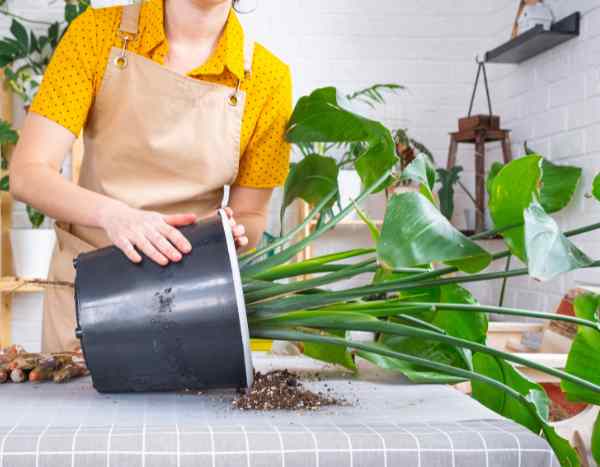How to repot large indoor plants without damaging them?